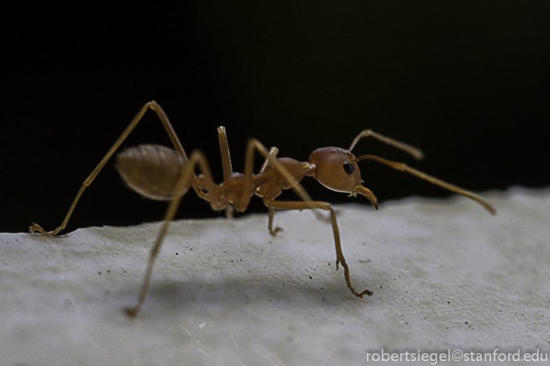 ant